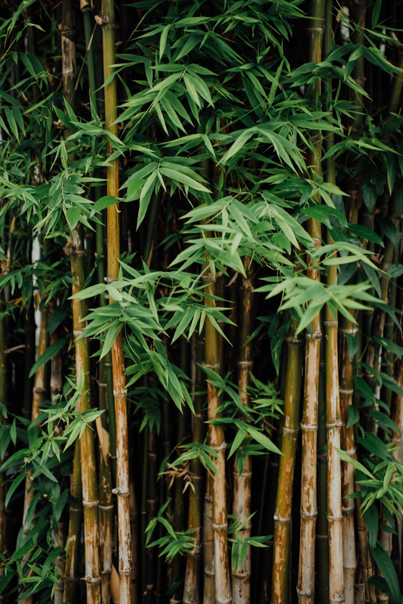 Le secret pour faire pousser du bambou à partir d’une simple tige