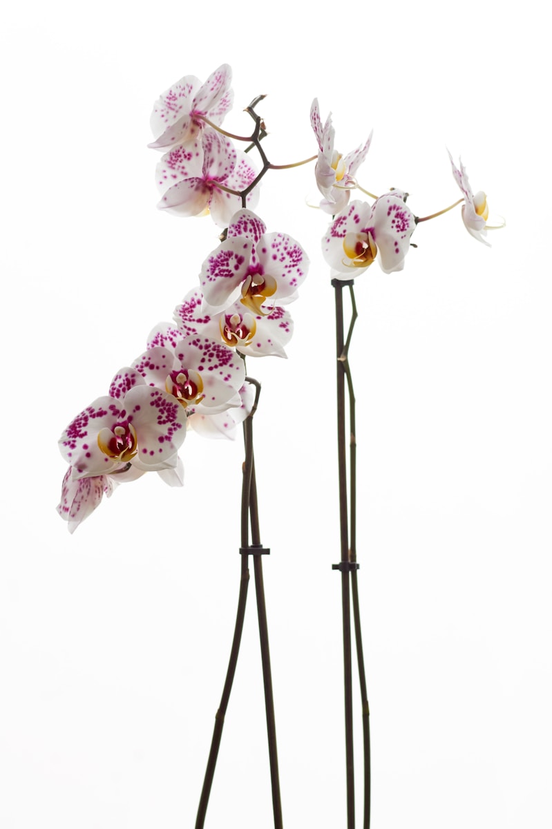 L’Orchidée Bambou : Un Bijou Exotique pour Votre Intérieur