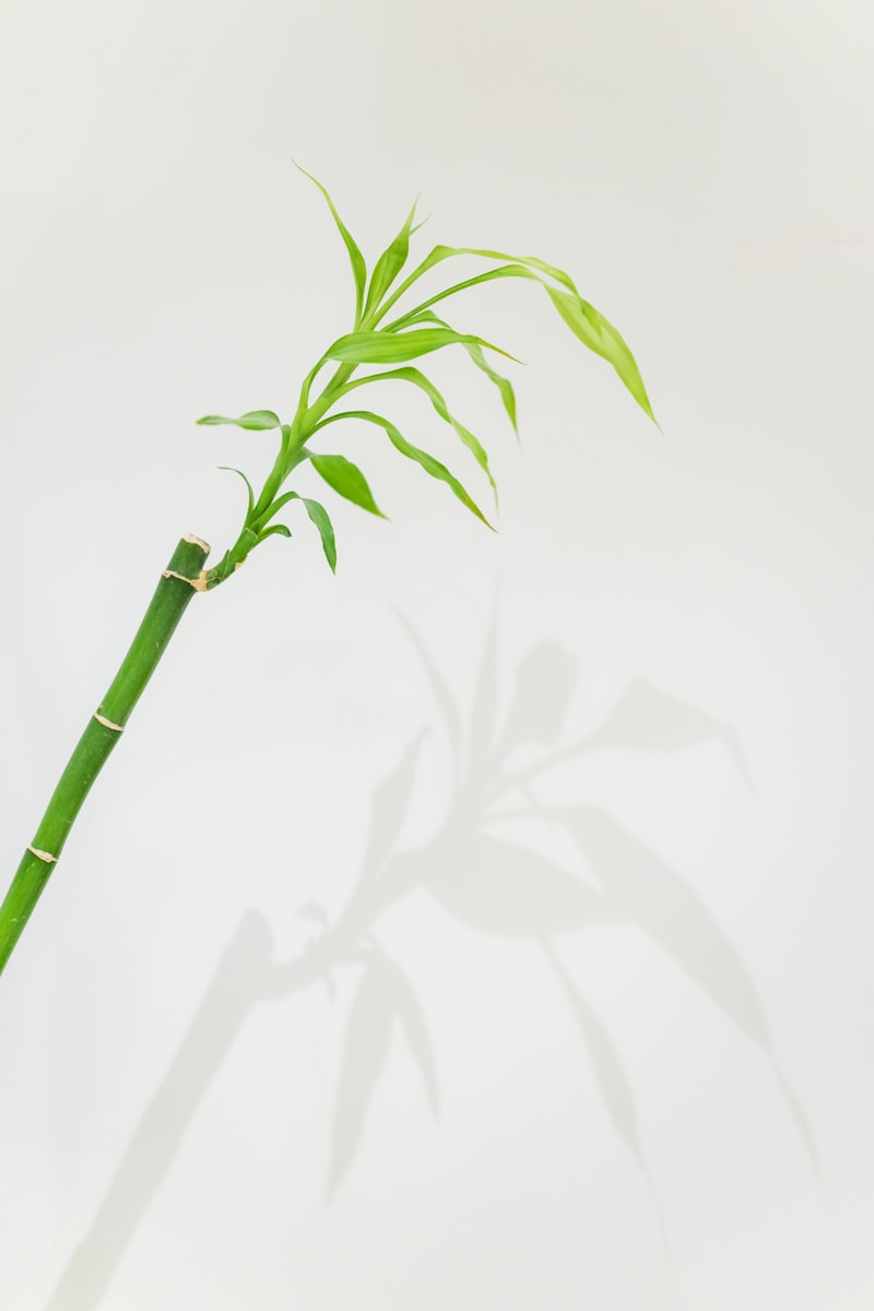 Bambou en pot : la star des jardins et terrasses zen