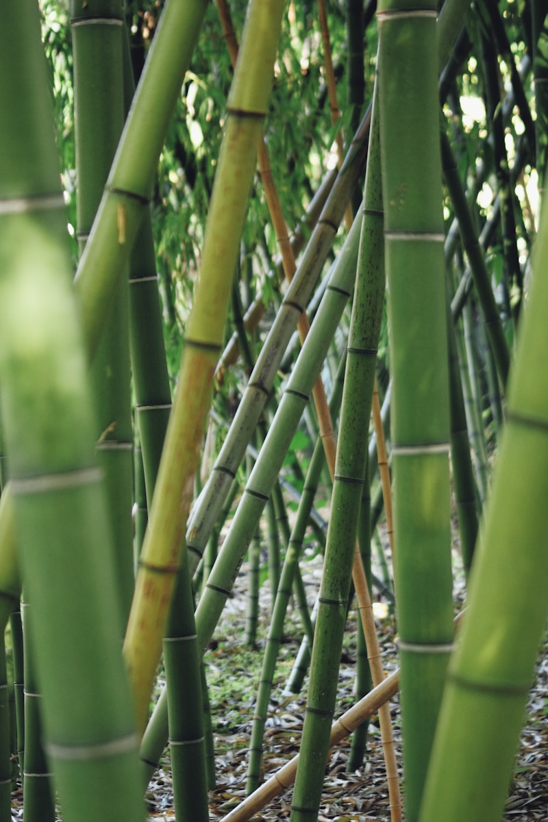 Quand et comment planter des bambous ?