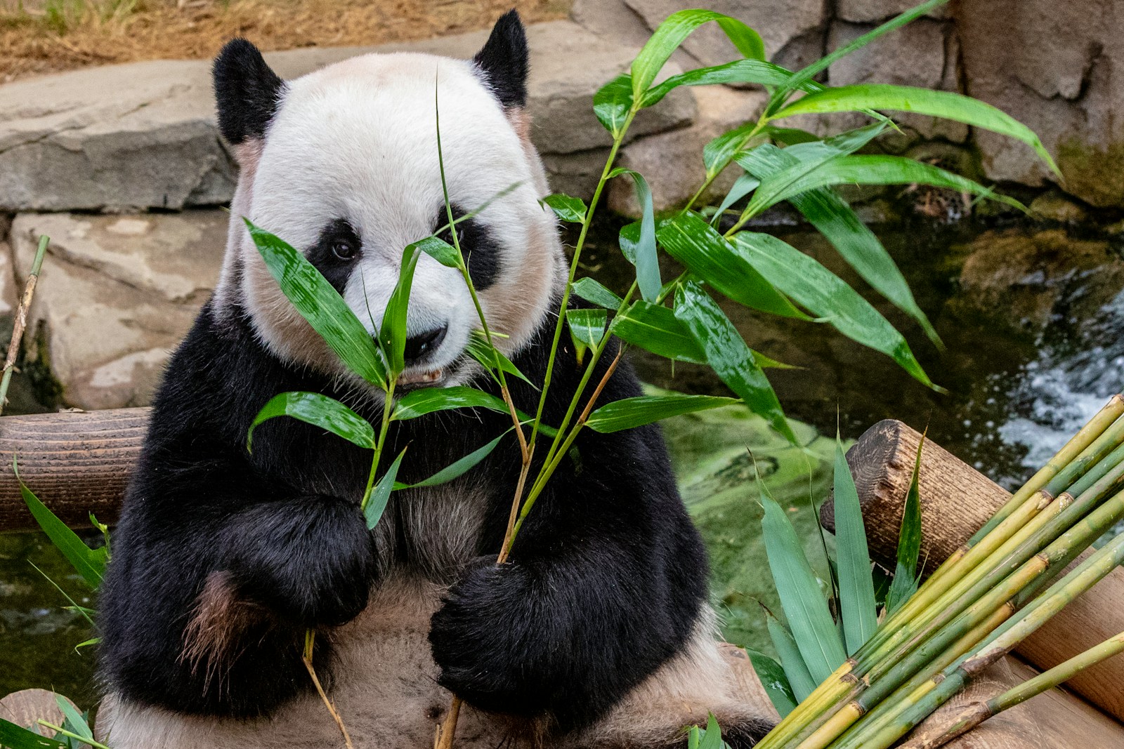 Le mystère du régime alimentaire des pandas : pourquoi ce festin de bambou ?