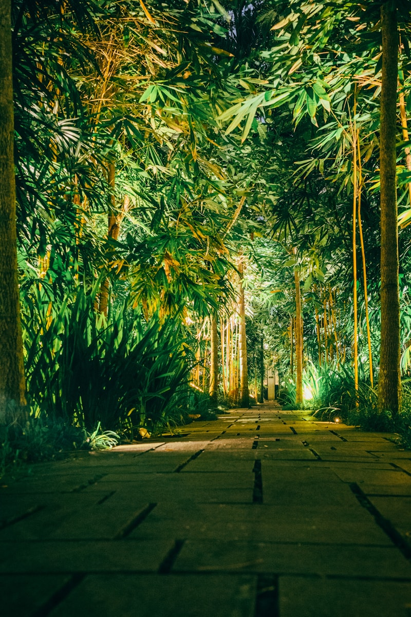 Les secrets pour une croissance ultra-rapide de vos bambous !