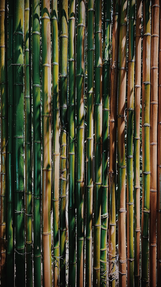Bordure en bambou DIY : Donnez une touche exotique à votre jardin !